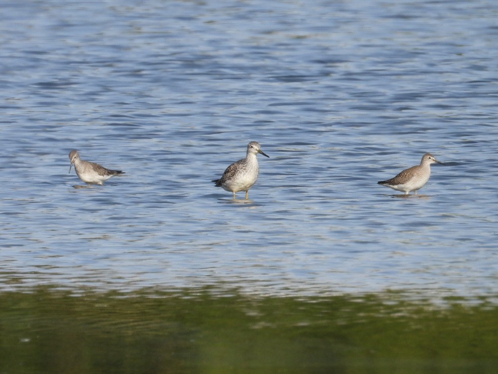 plystresnipe - ML642923956
