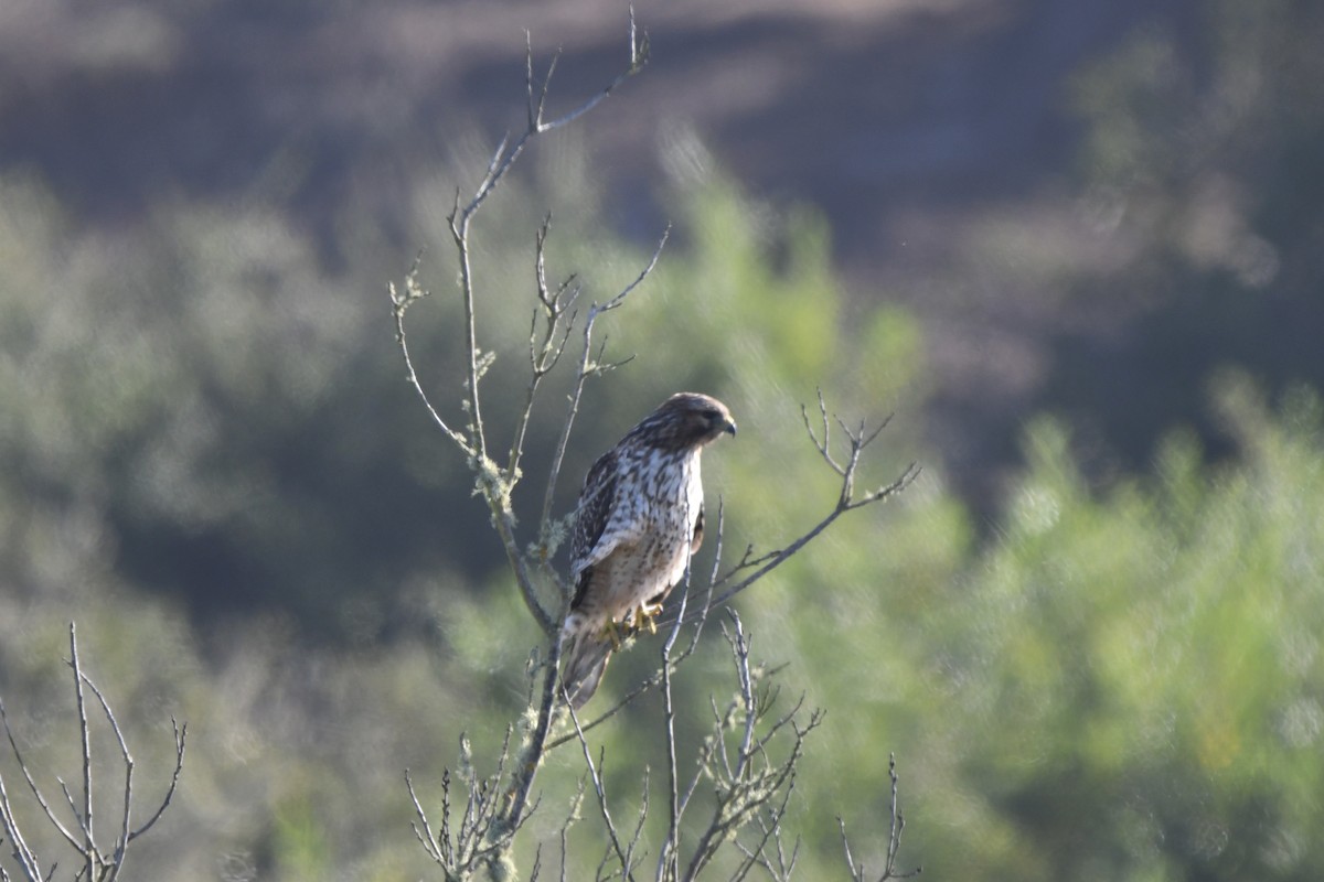 Red-shouldered Hawk - ML642923957