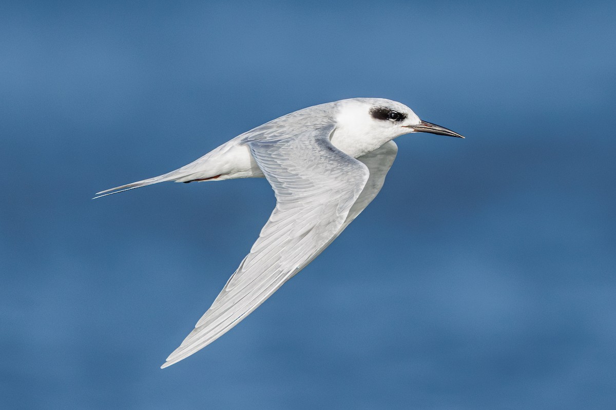 Forster's Tern - ML642923961