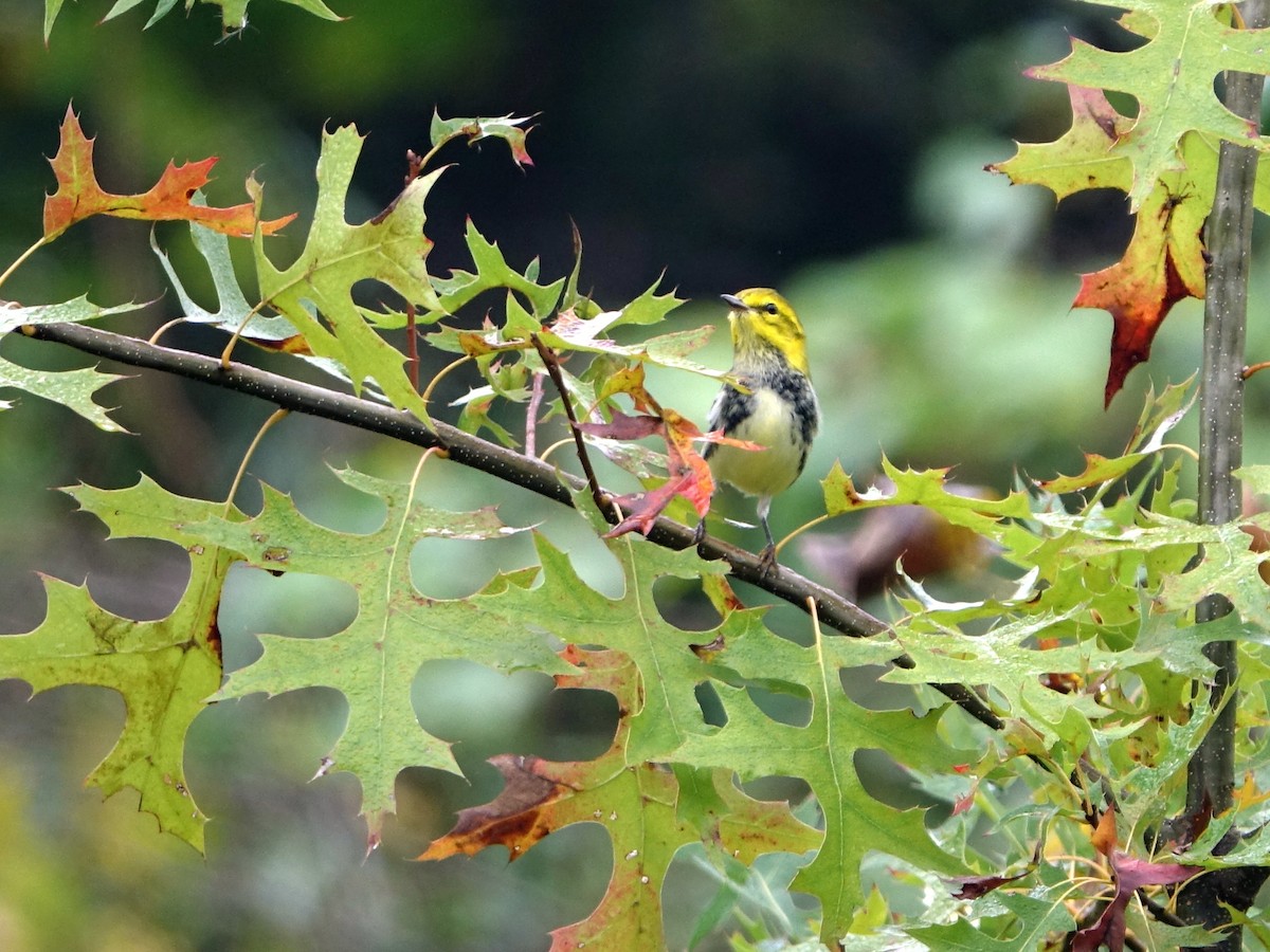 Black-throated Green Warbler - ML642923965