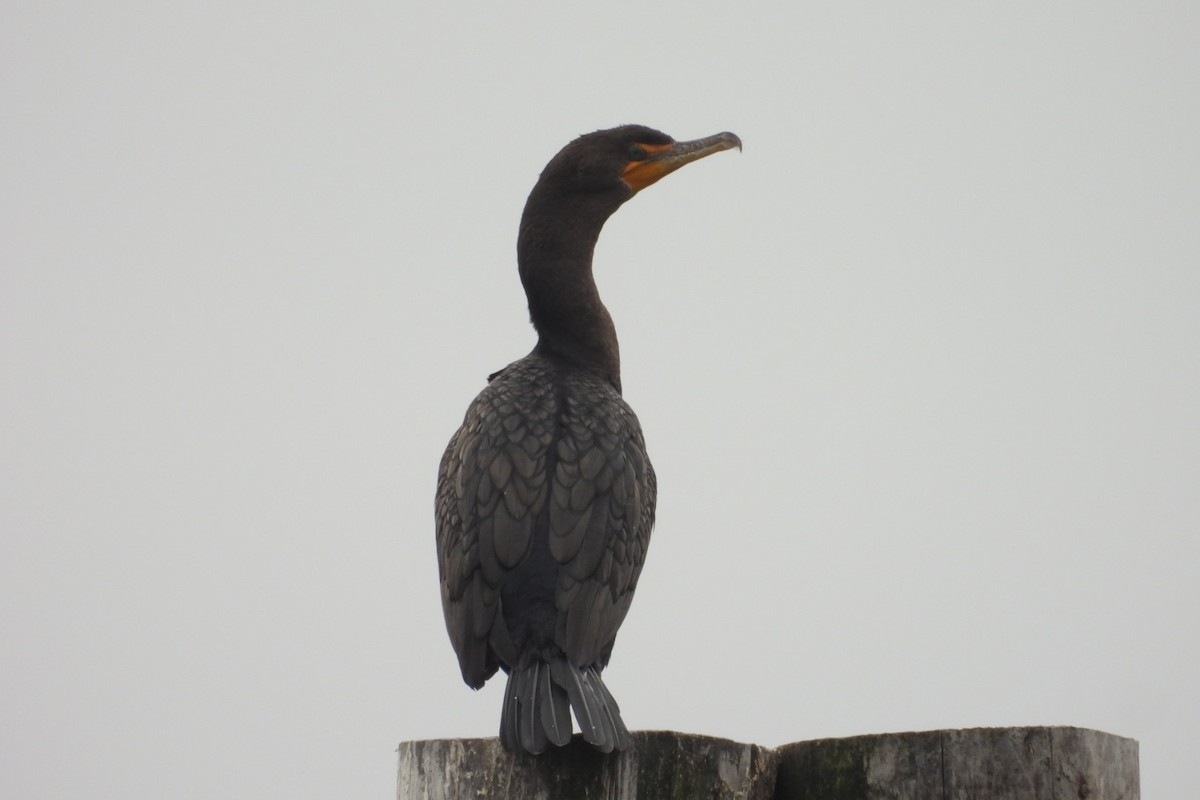 Double-crested Cormorant - ML642923972