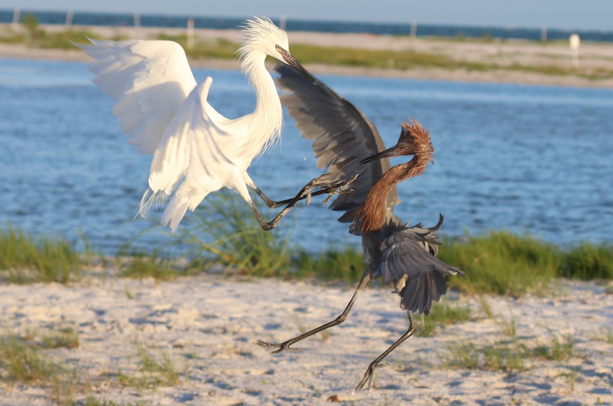 Reddish Egret - ML642923973
