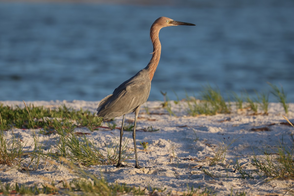 Reddish Egret - ML642923974