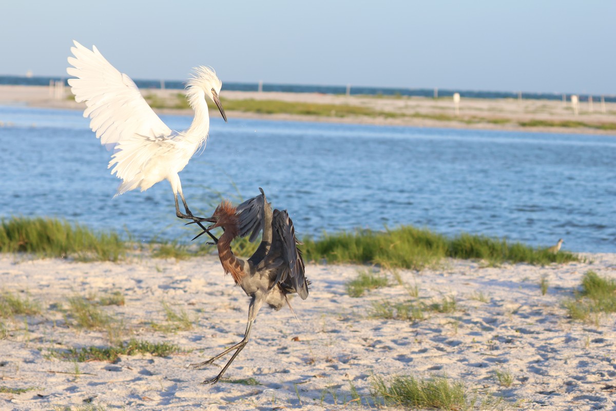 Reddish Egret - ML642923976