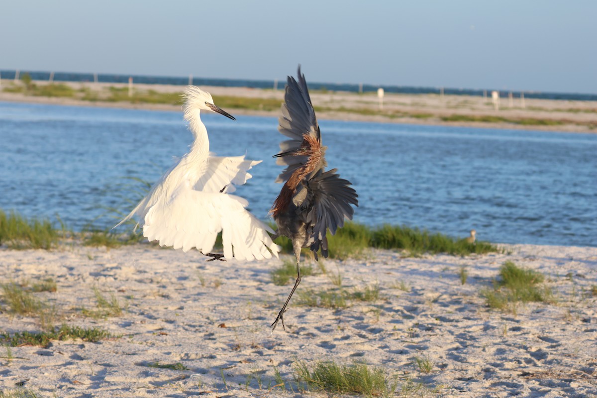 Reddish Egret - ML642923977