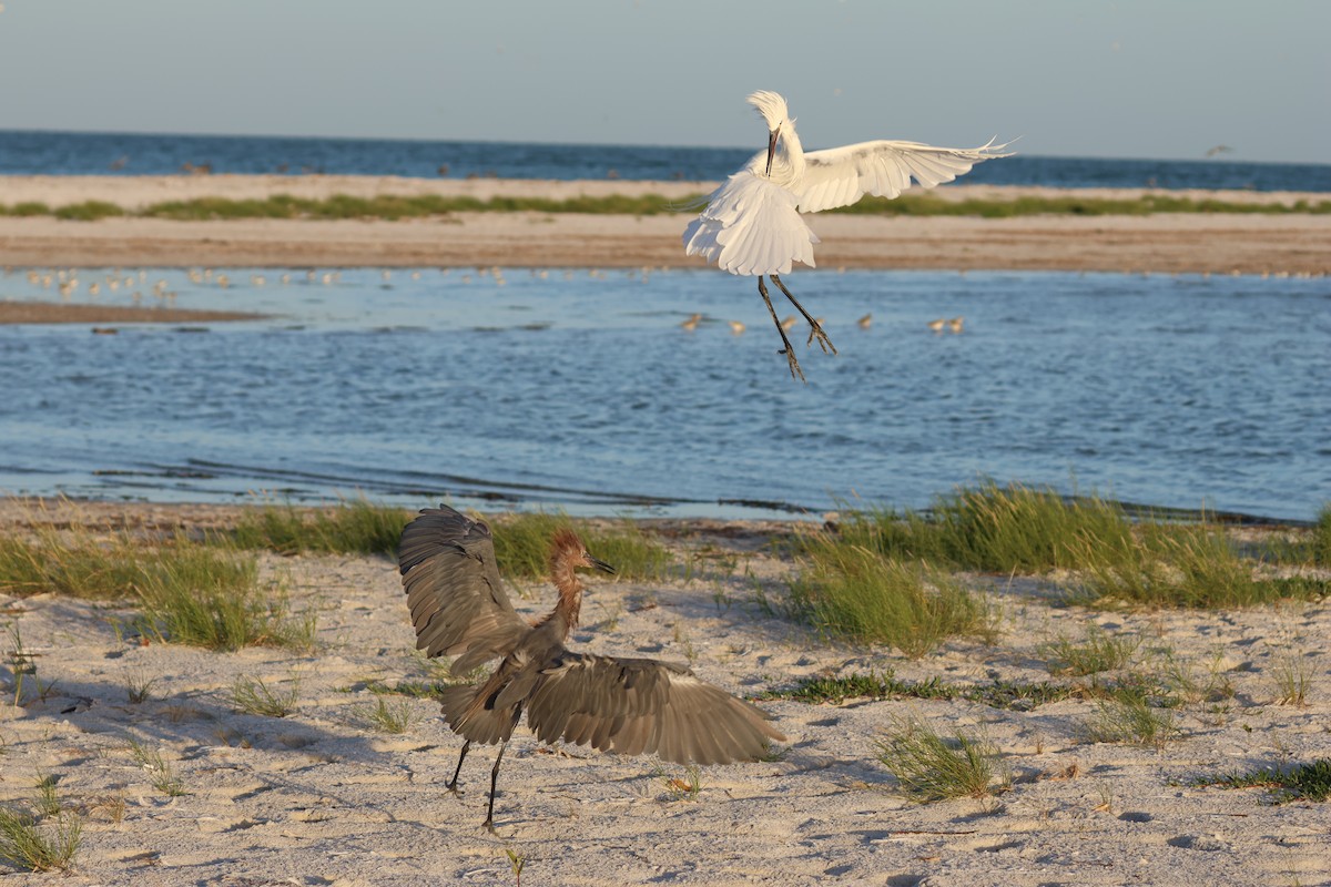 Reddish Egret - ML642923978
