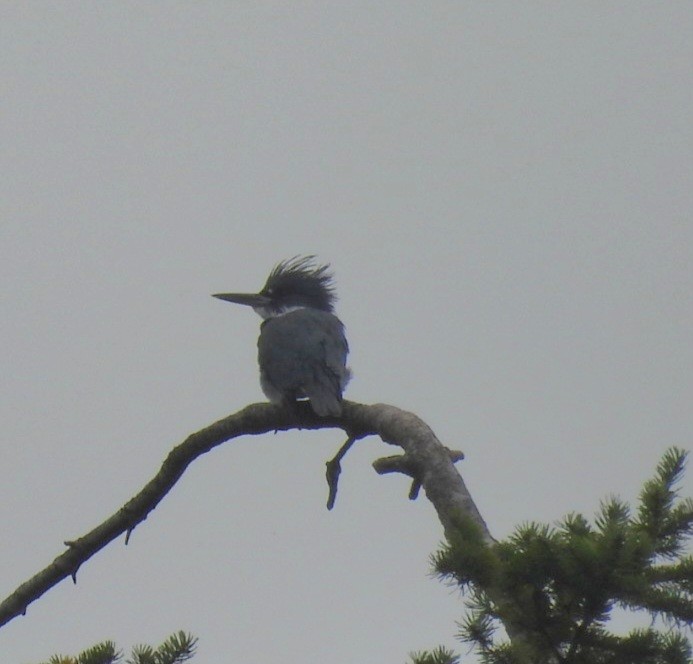 Belted Kingfisher - ML642923992
