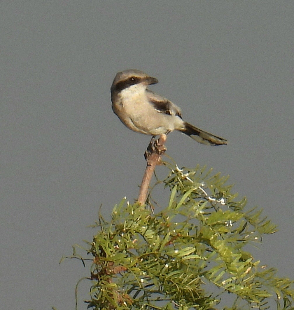 Loggerhead Shrike - ML642924007