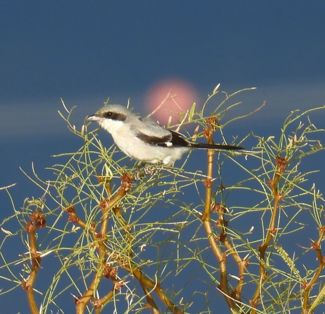 Loggerhead Shrike - ML642924008