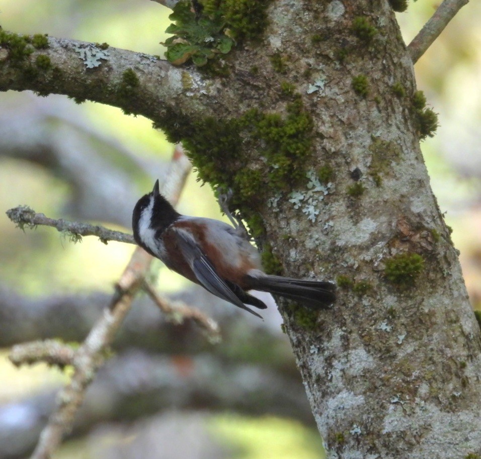 Chestnut-backed Chickadee - ML642924009