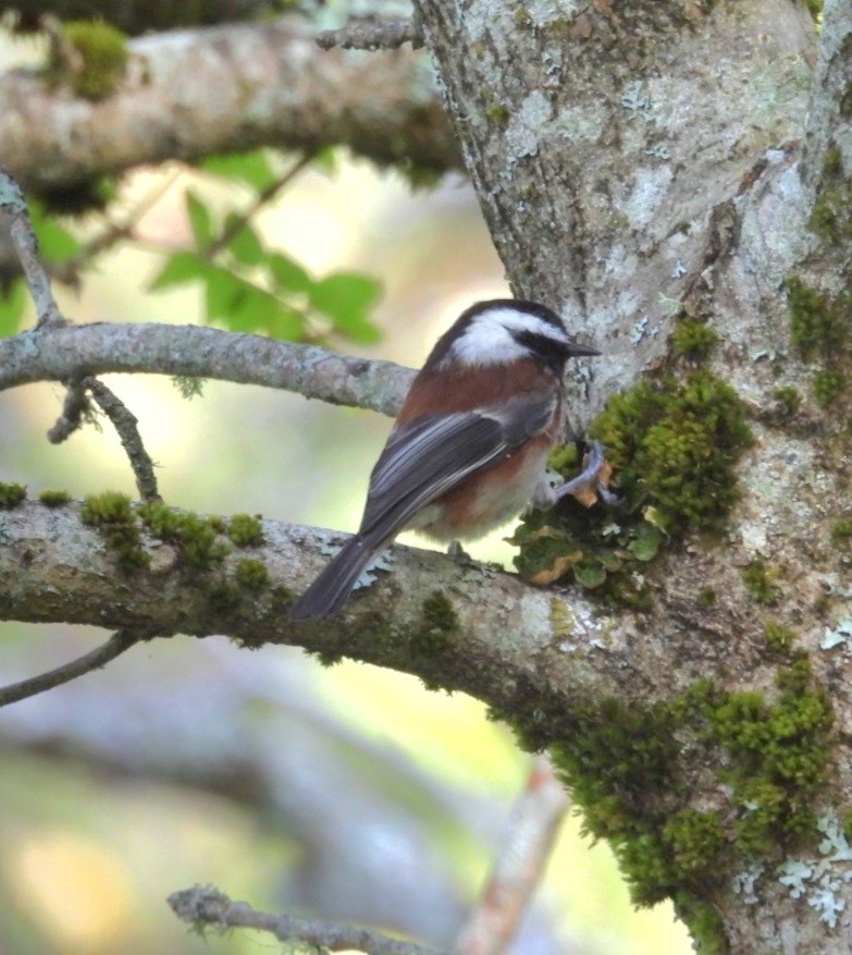 Chestnut-backed Chickadee - ML642924010