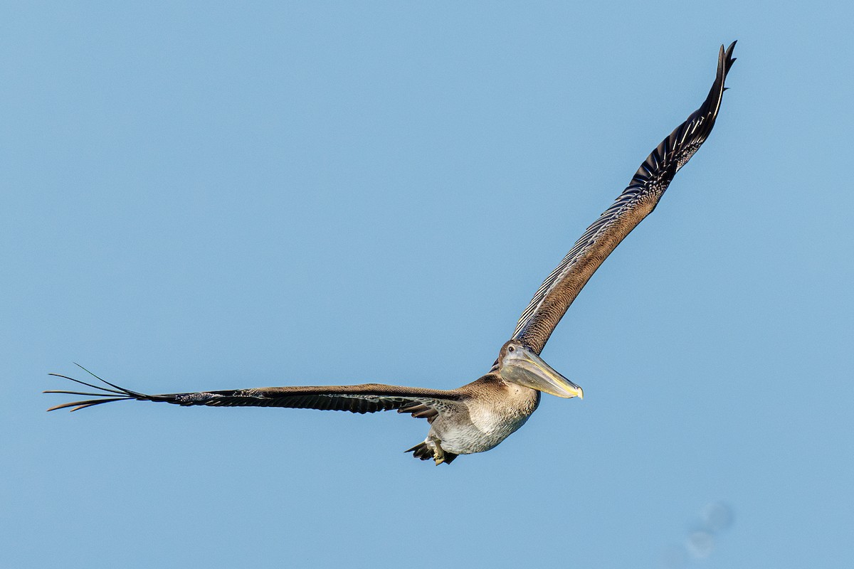 Brown Pelican - ML642924015