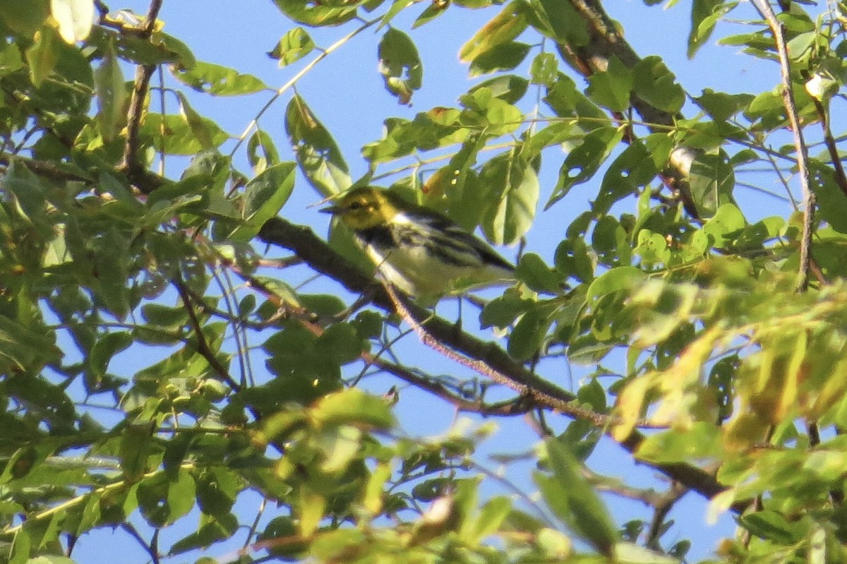 Black-throated Green Warbler - ML642924021