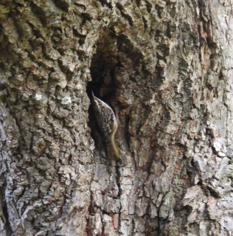 Brown Creeper - ML642924024