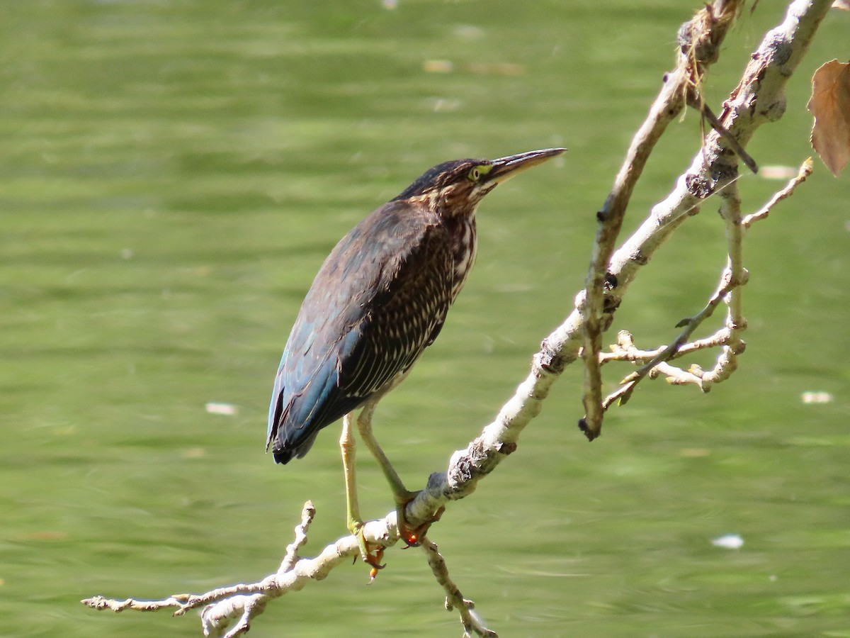 Koartzatxo berdea - ML642924029