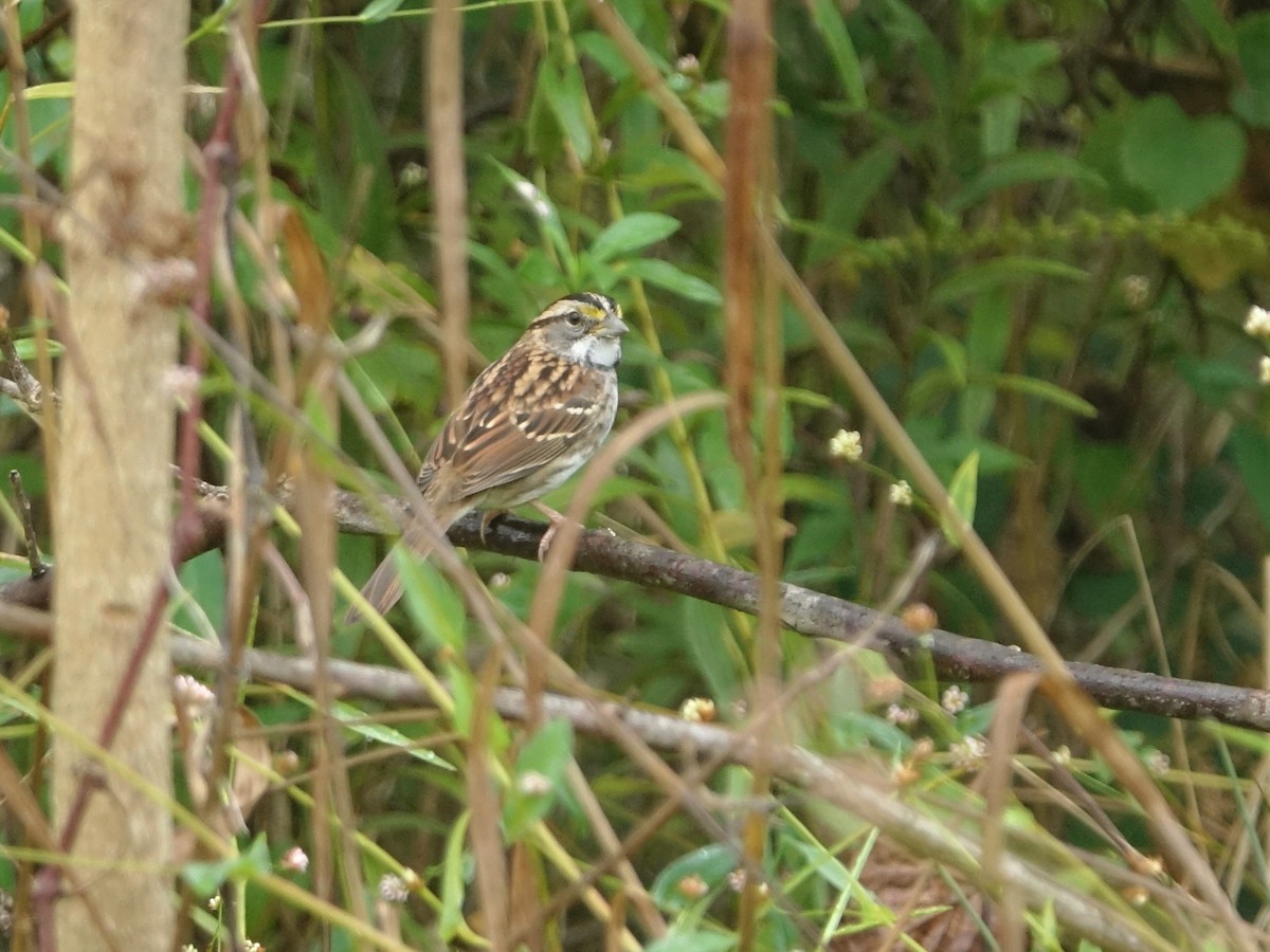 White-throated Sparrow - ML642924031