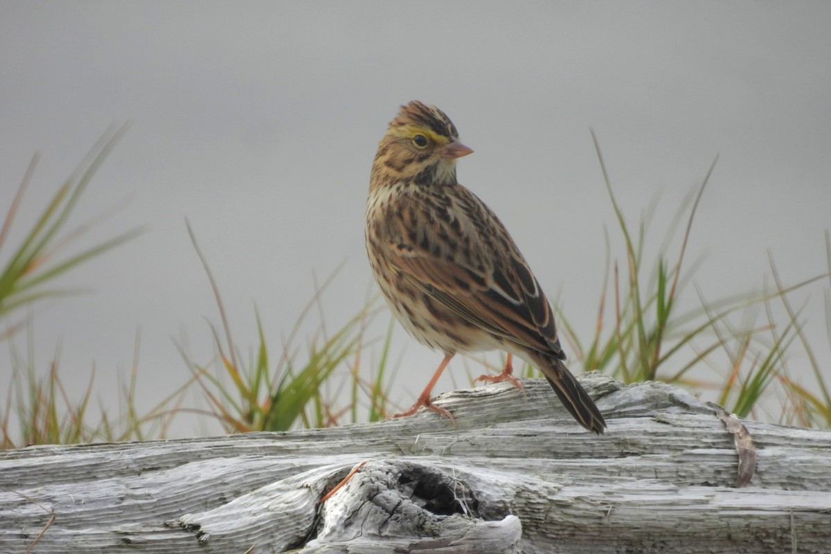 Savannah Sparrow - ML642924033