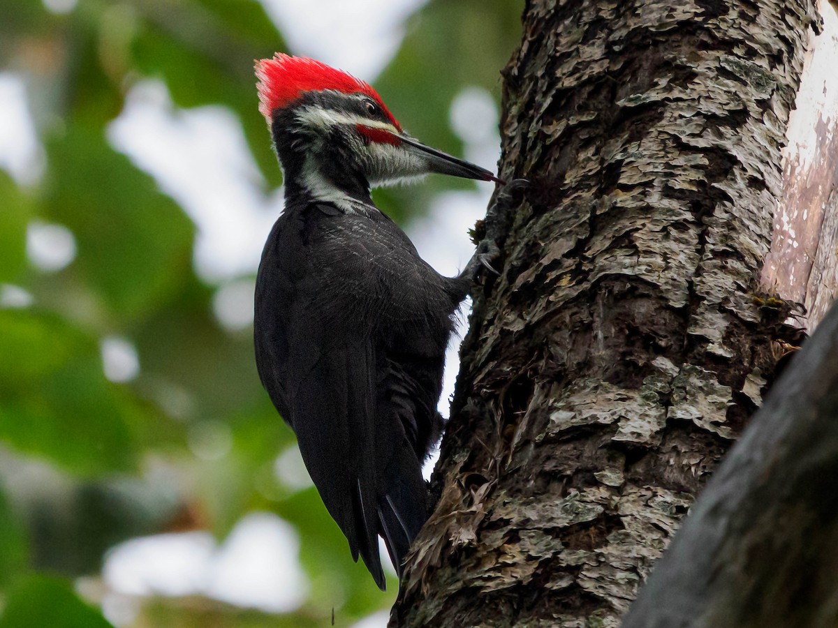 Pileated Woodpecker - ML642924034
