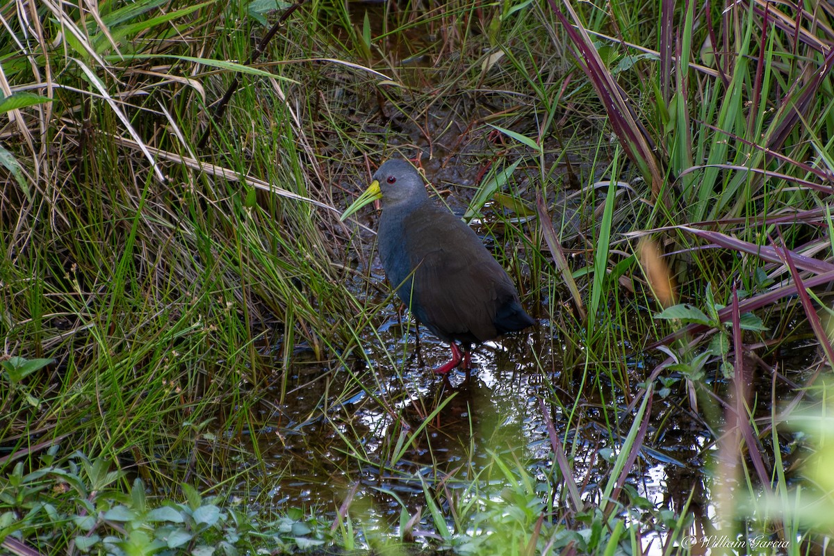 Blackish Rail - ML642924036