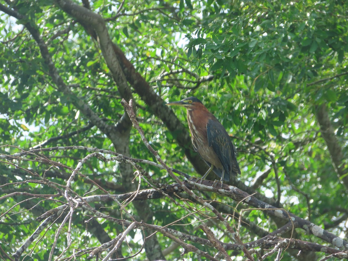 Green Heron - ML642924044