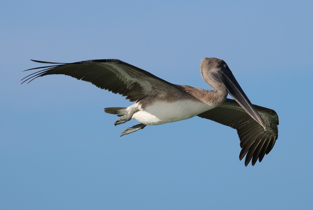 Brown Pelican - ML642924052