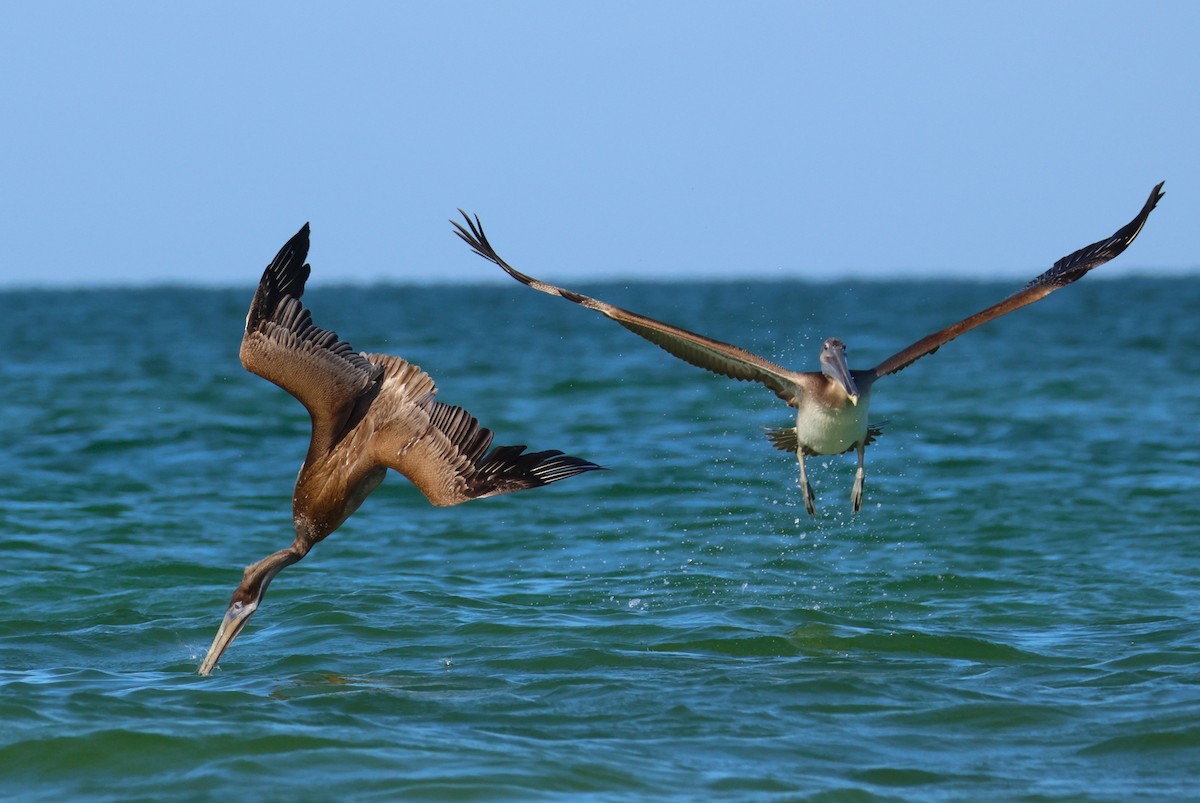 Brown Pelican - ML642924053