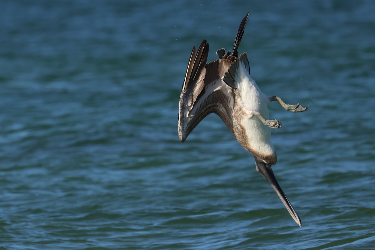 Brown Pelican - ML642924054