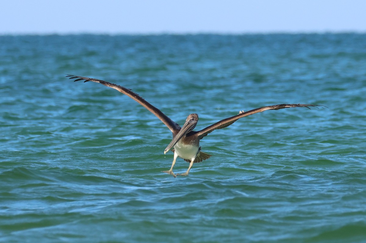 Brown Pelican - ML642924055