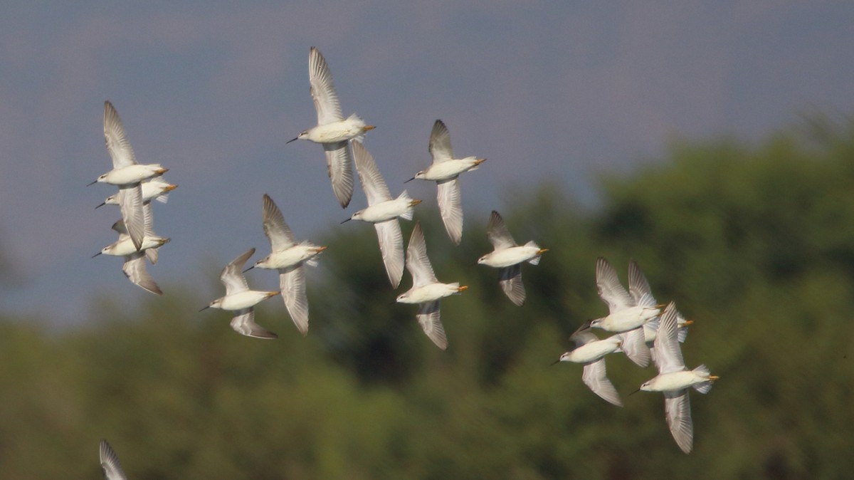 Wilson's Phalarope - ML642924062