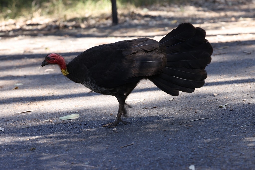 Australian Brushturkey - ML642924063