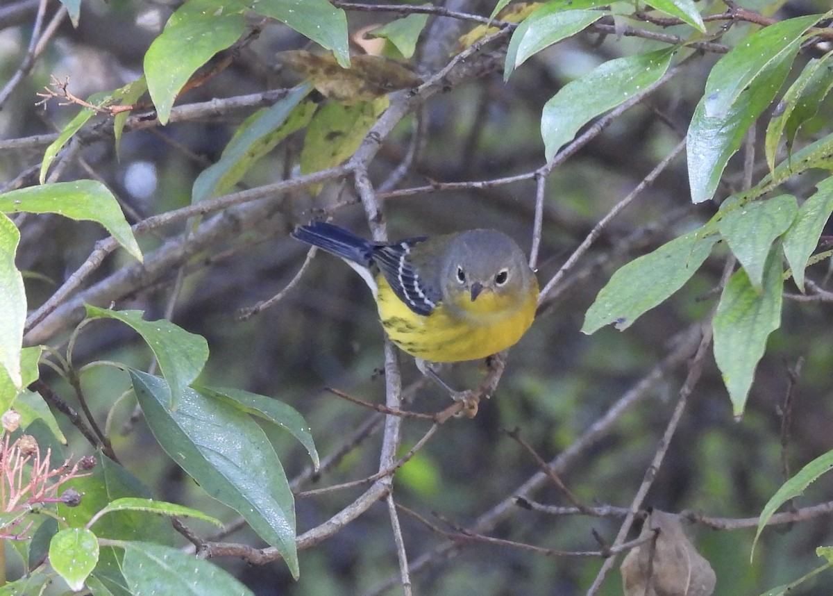 Magnolia Warbler - ML642924065