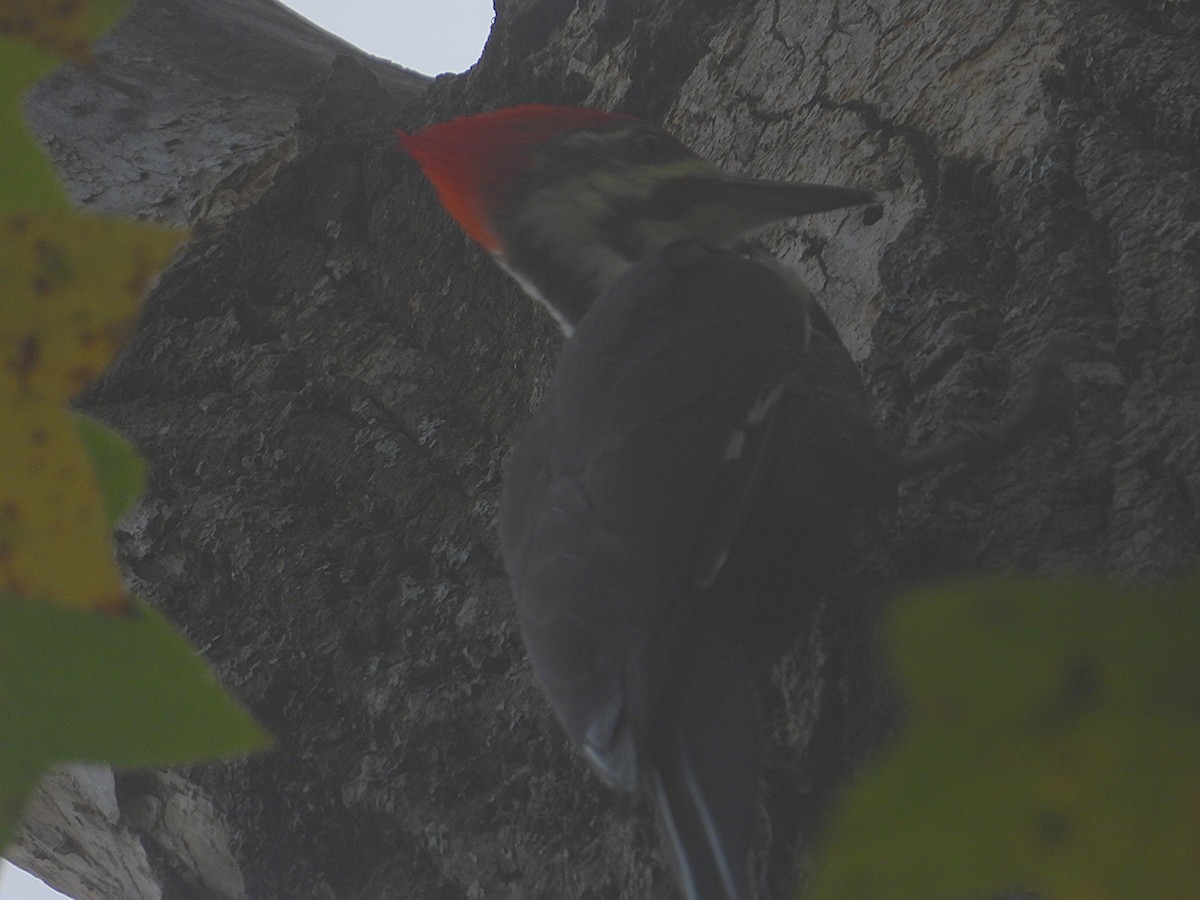Pileated Woodpecker - ML642924066