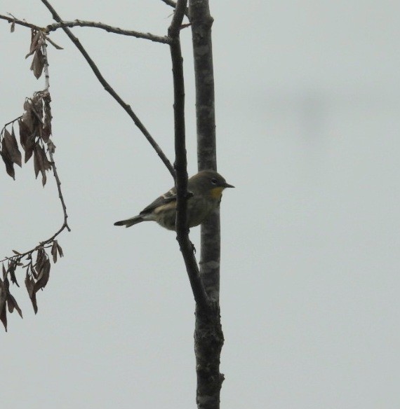Yellow-rumped Warbler - ML642924069