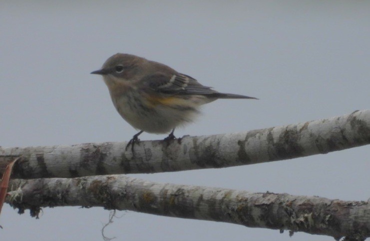 Yellow-rumped Warbler - ML642924070