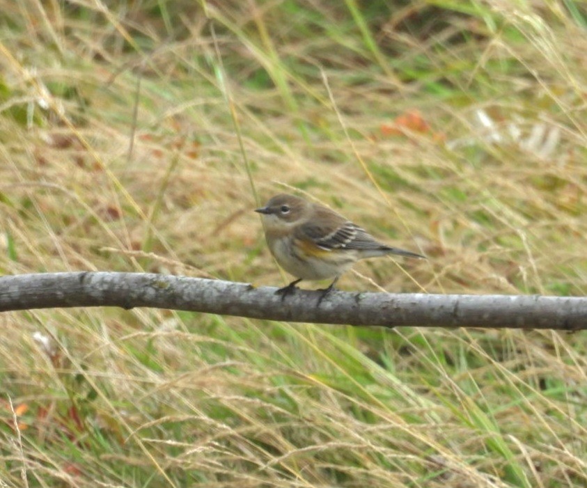 Yellow-rumped Warbler - ML642924071