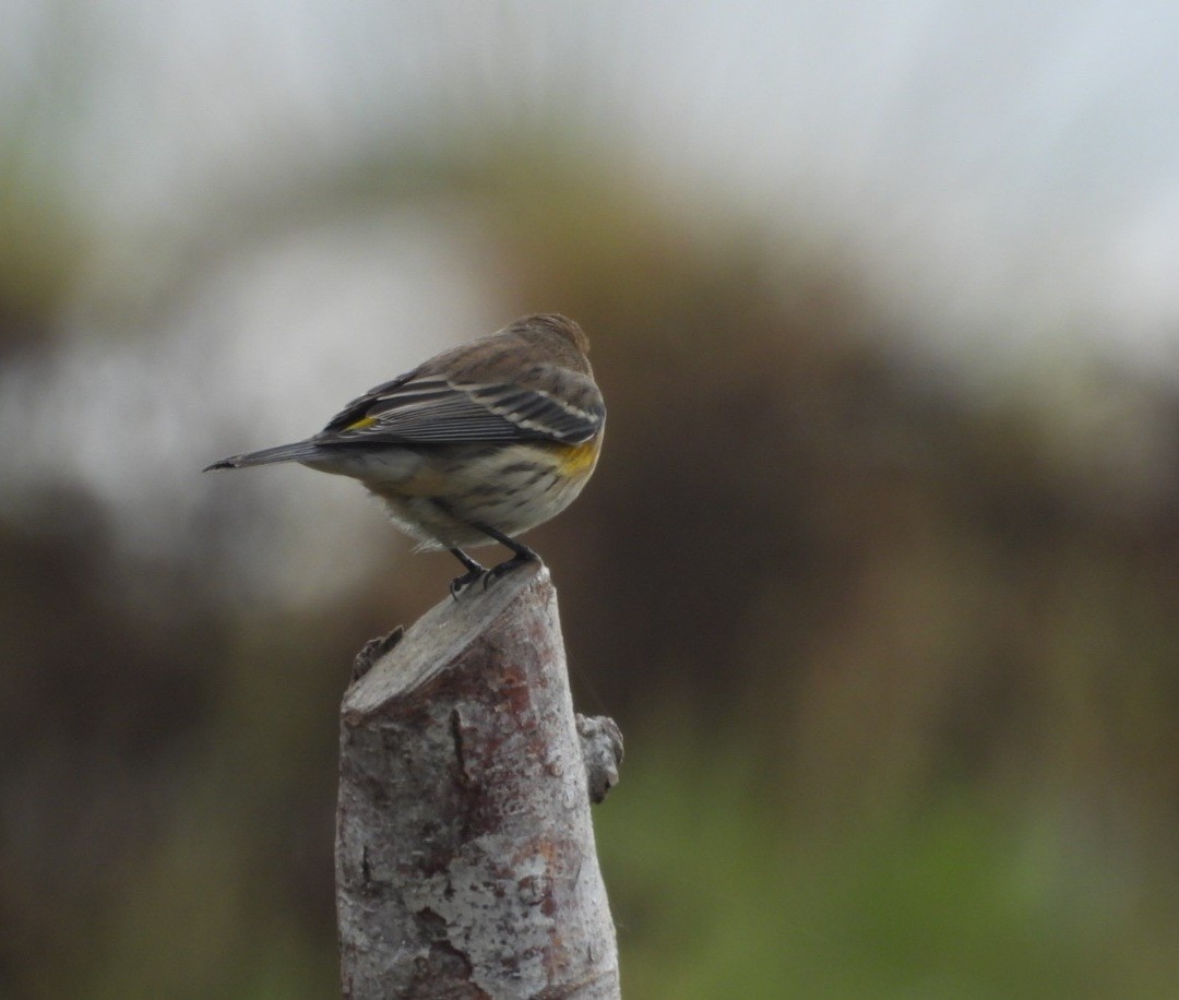 Yellow-rumped Warbler - ML642924072