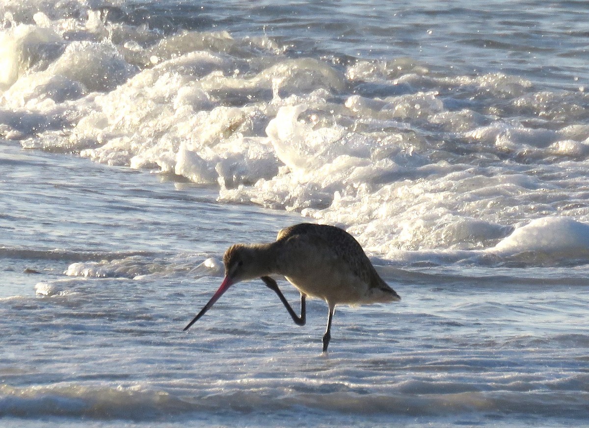 Marbled Godwit - ML642924073