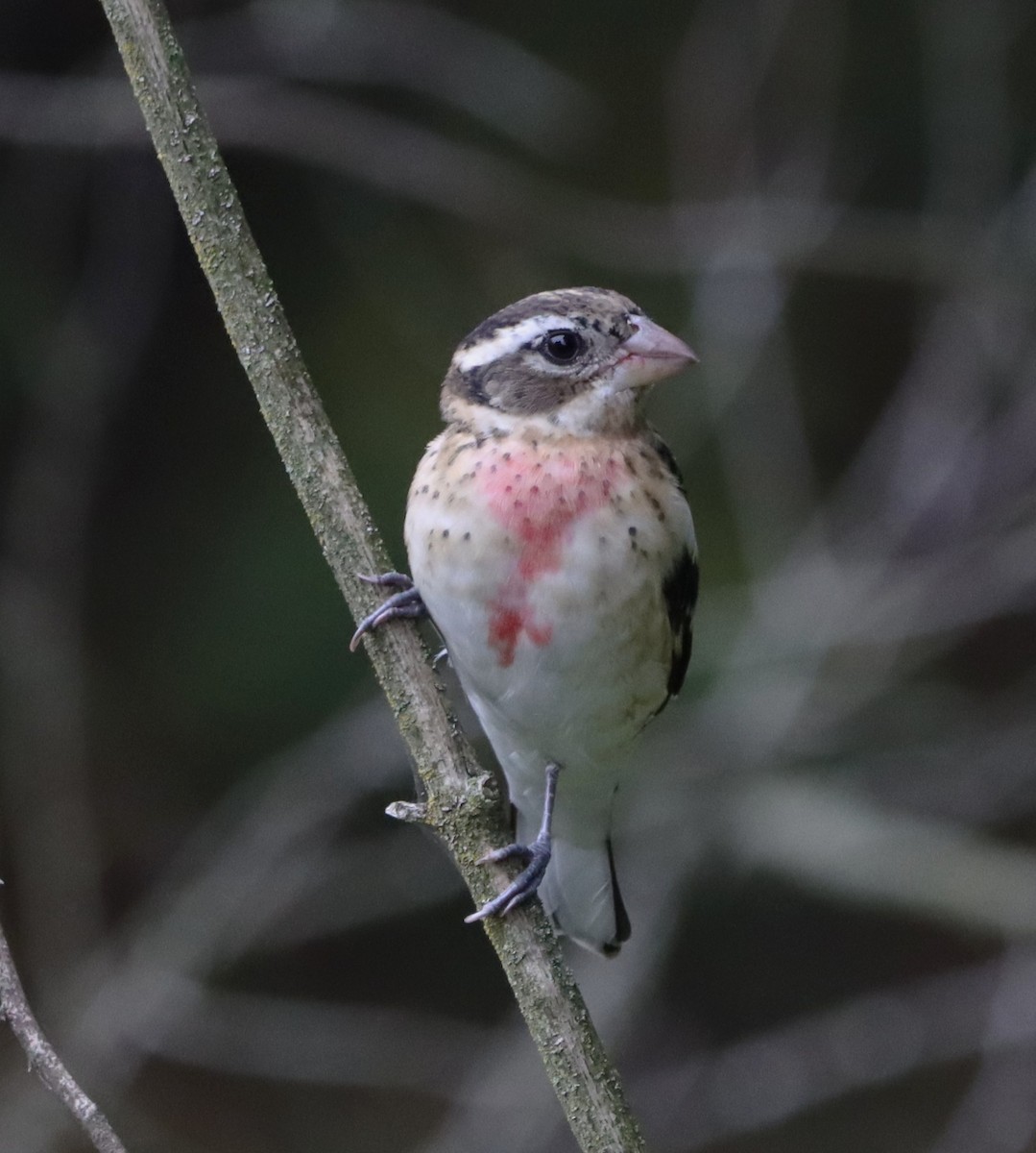 Rose-breasted Grosbeak - ML642924074
