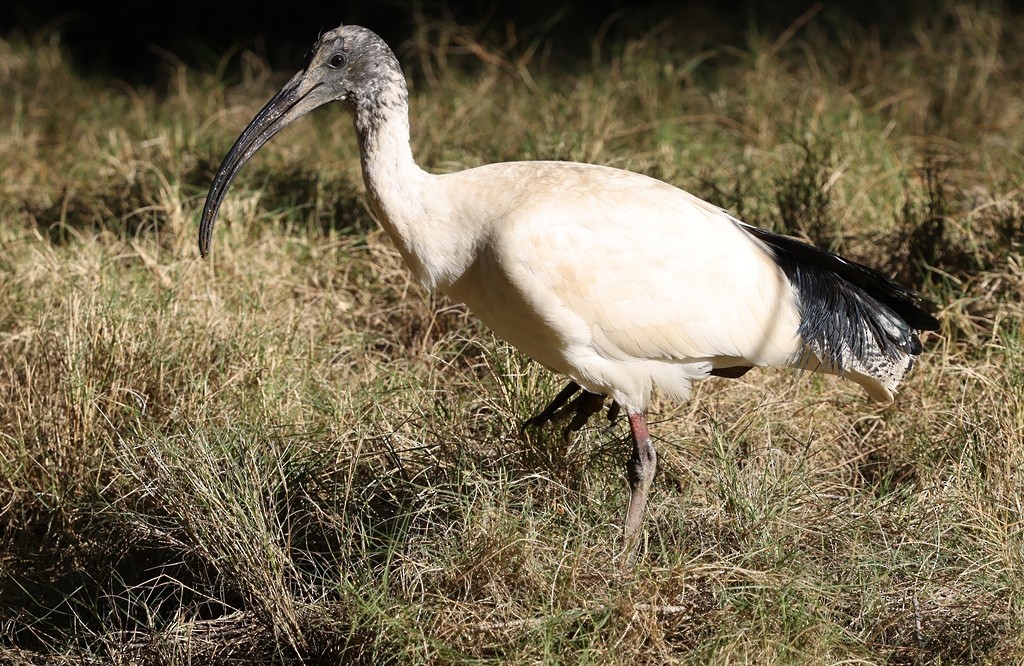Australian Ibis - ML642924078