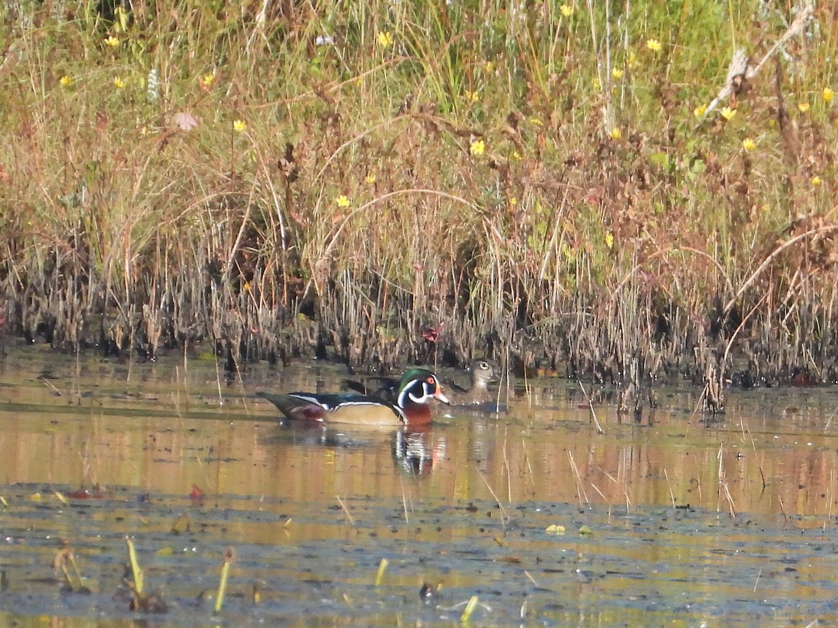 Wood Duck - ML642924079