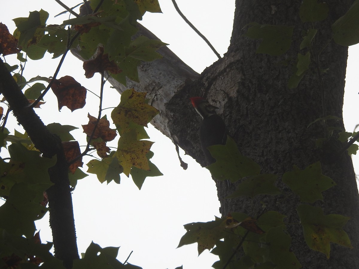 Pileated Woodpecker - ML642924080