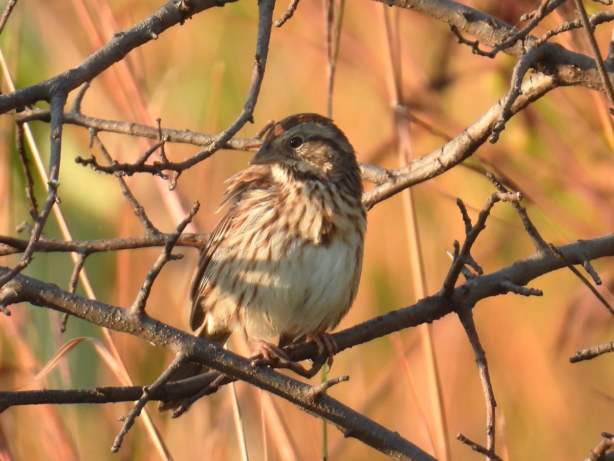 Lincoln's Sparrow - ML642924081
