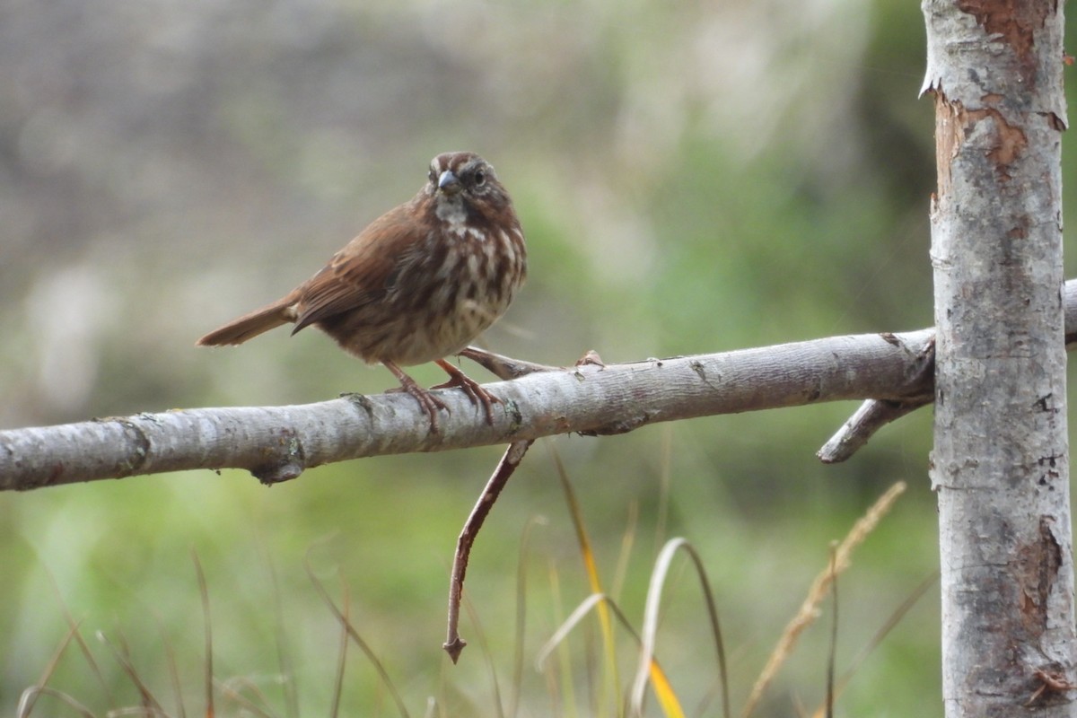 Song Sparrow - ML642924082