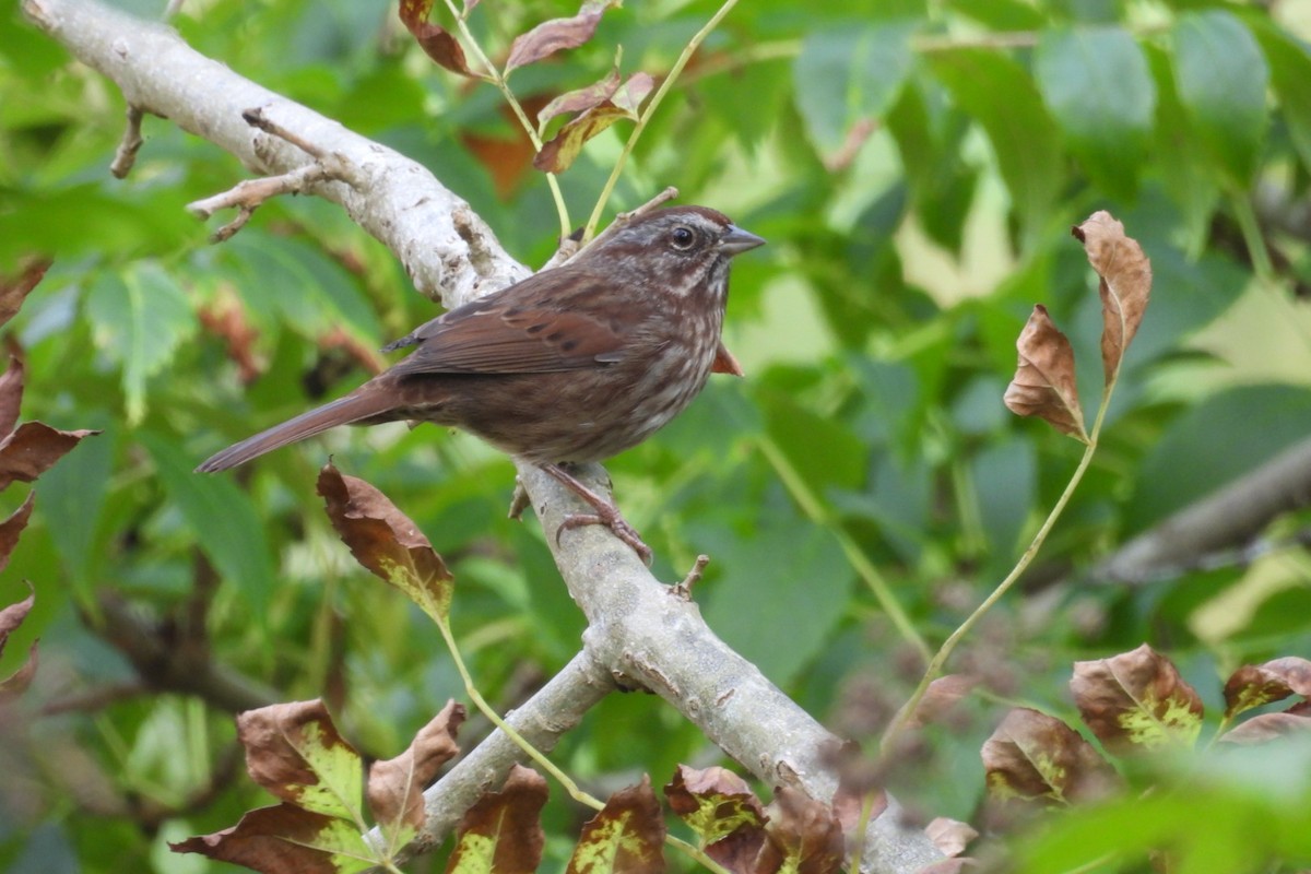 Song Sparrow - ML642924083