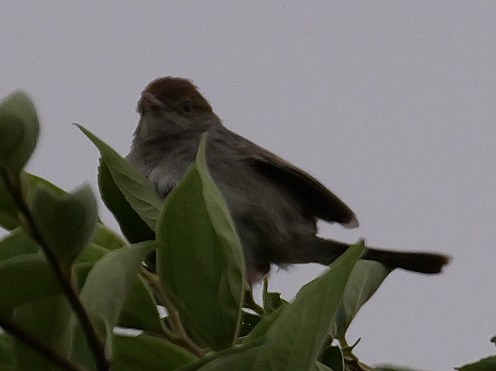 Piping Cisticola - ML642924084