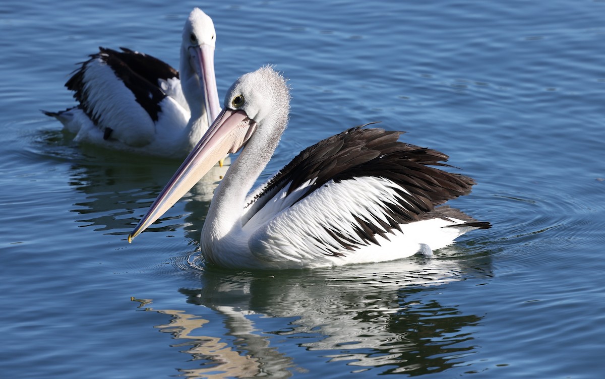 Australian Pelican - ML642924085