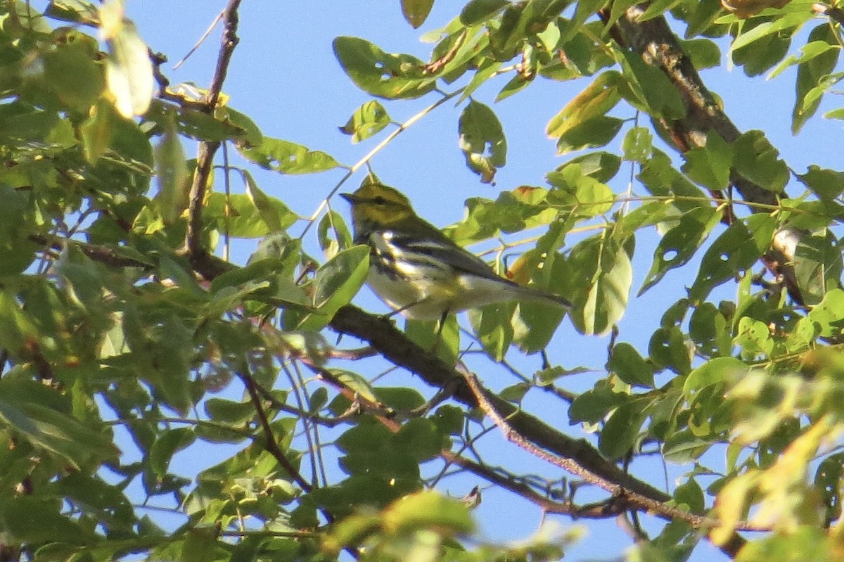 Black-throated Green Warbler - ML642924086
