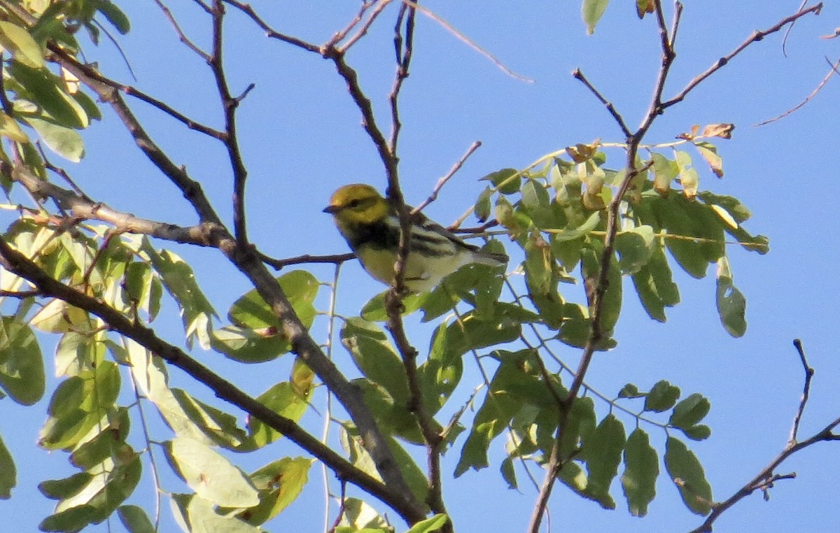 Black-throated Green Warbler - ML642924087