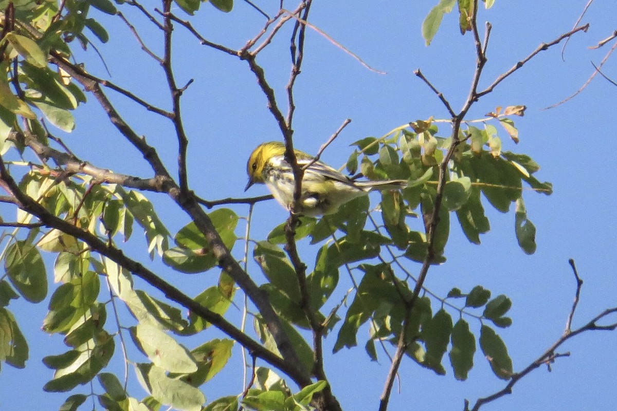 Black-throated Green Warbler - ML642924088