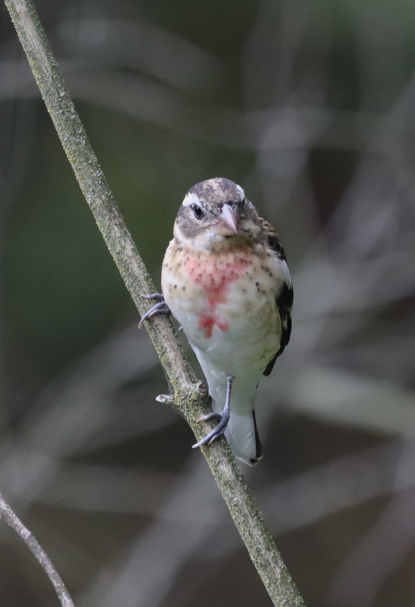 Rose-breasted Grosbeak - ML642924095